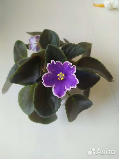Фиалки сортовые