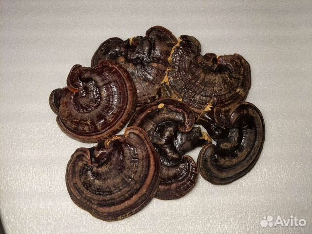 Рейши, трутовик лакированный (Ganoderma lucidum)