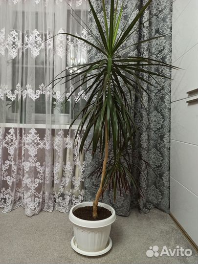 Пальма драцена