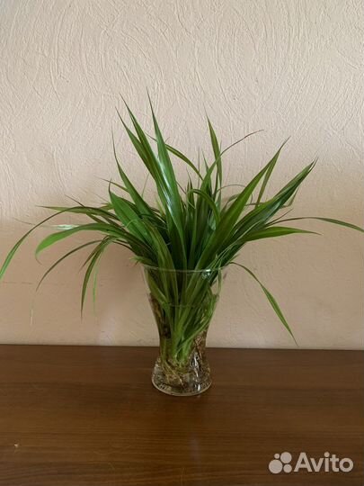 Панданус (винтовая пальма),отростки