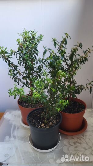 Комнатное растение мирт