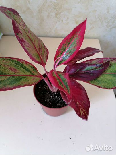 Аглаонема престиж