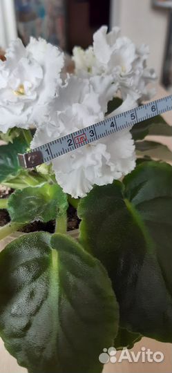 Фиалки сенполии