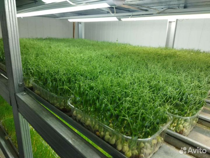 Семена гороха для микрозелени