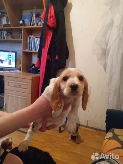 Русский спаниель