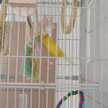 Конарейка самец