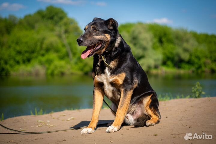 Настоящий Герцог собака из приюта в добрые руки
