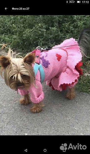 Комбинезон, шапка и шарф на животных мелких пород