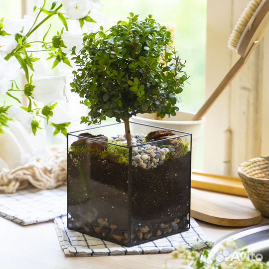 Мирсина африканская, стеклянное кашпо