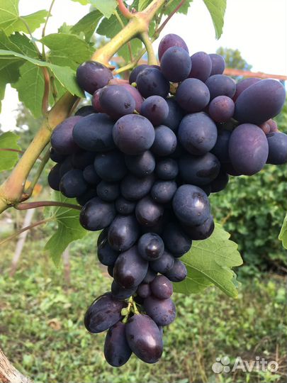 Саженцы ранних сортов винограда