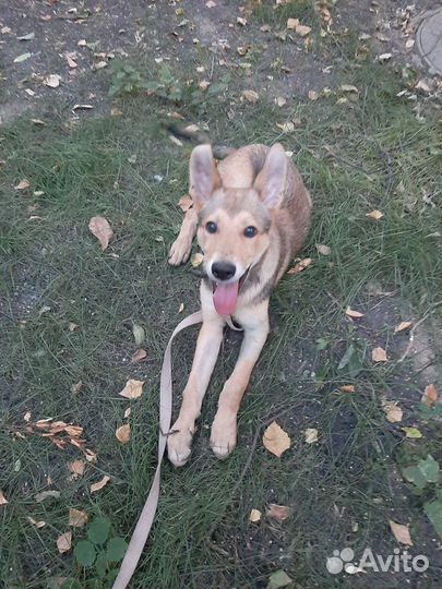 Отдам неунывающего подростка