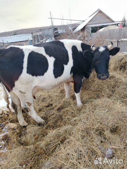 Корова стельная дойная