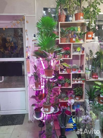Большой ассортимент комнатных растений