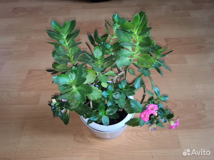 Декабрист, каланхоэ, цереус, филокактус и др