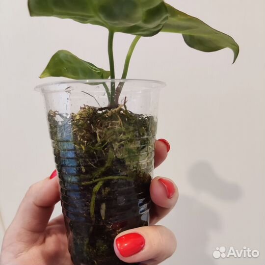 Антуриум кларинервиум