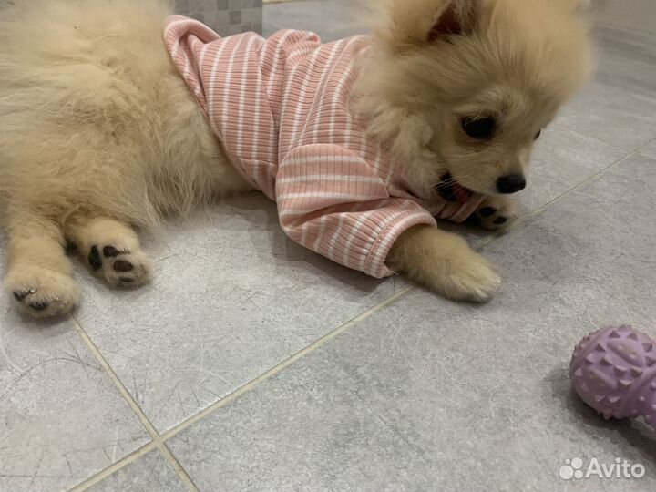 Щенки померанского шпица