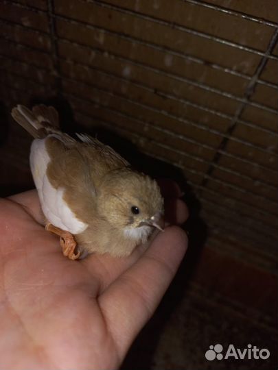 Птицы-амадины - 2 самочки