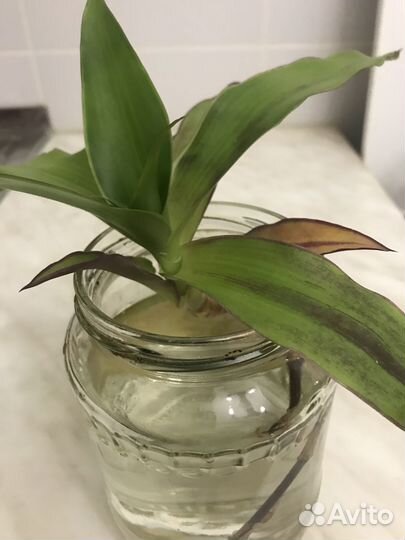 Комнатные цветы Золотой Ус