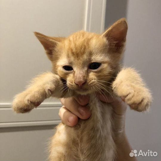Рыжий котенок