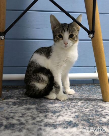 Котодетки, 4 месяца