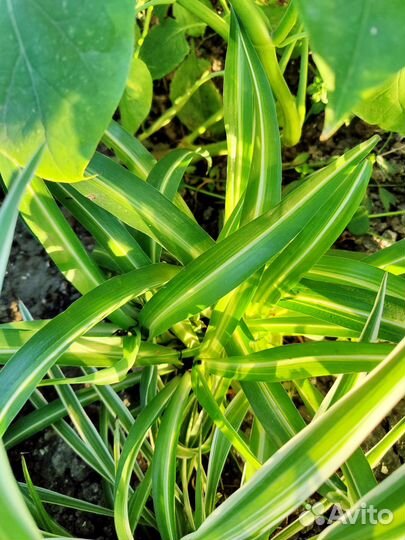 Комнатные цветы и суккуленты