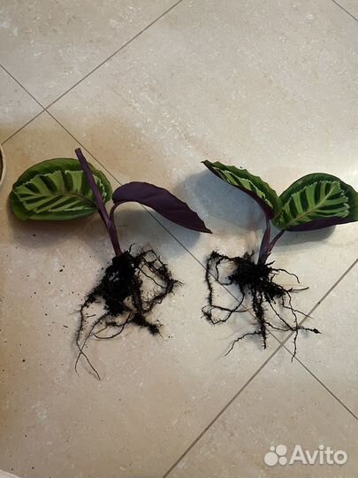 Калатея медальон