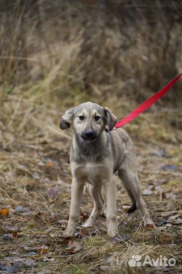 Щенок девочка в добрые руки