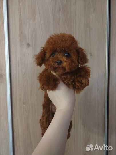 Девочка Тедди пудель привезена из Китая