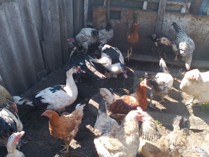 Куры,индоутки