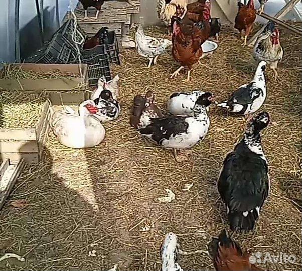 Инкубационное яйцо утки, гуся