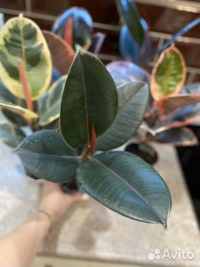 Фикусы разные Бургунди Белиз Тинеке Али