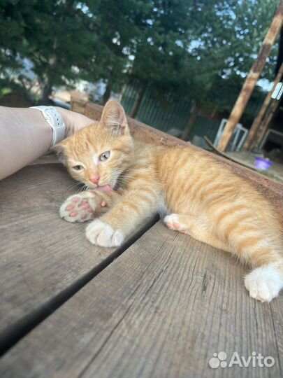 Котенок мальчик рыжий
