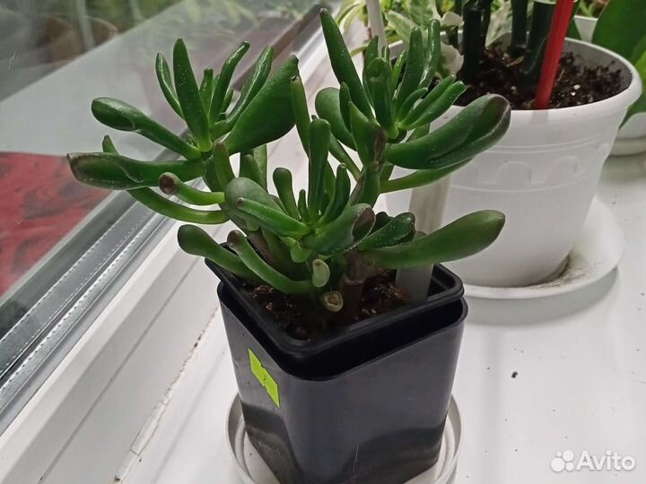 Красула толстянка