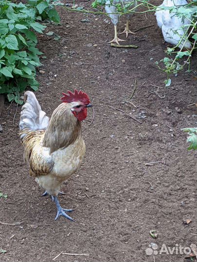 Куры китайские