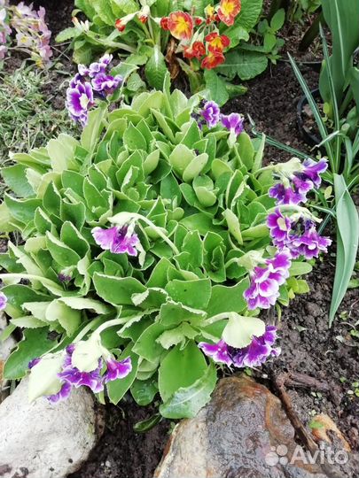 Клубника (усы, рассада, саженцы), цветы