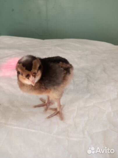 Цыплята легбар инкуб.голубое яйцо