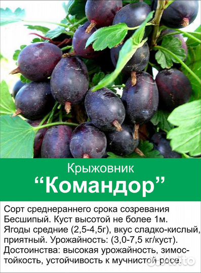 Крыжовник безшипный сорт Командор