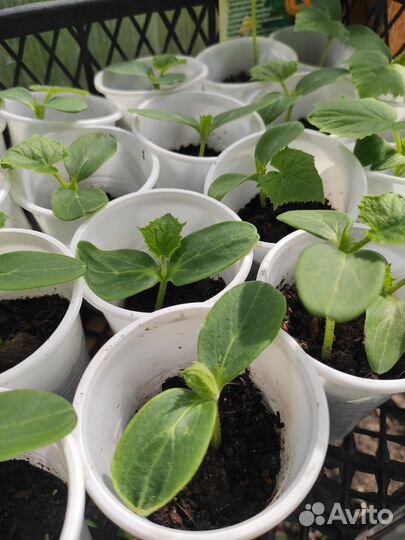 Рассада огурцов