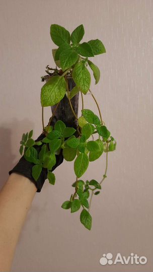 Эписции сортовые 2 сорта