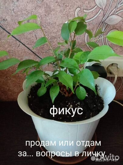 Продам растения