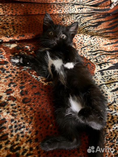 Котята в добрые руки бесплатно