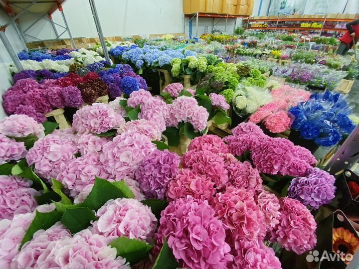 Живые цветы оптом. Розы оптом