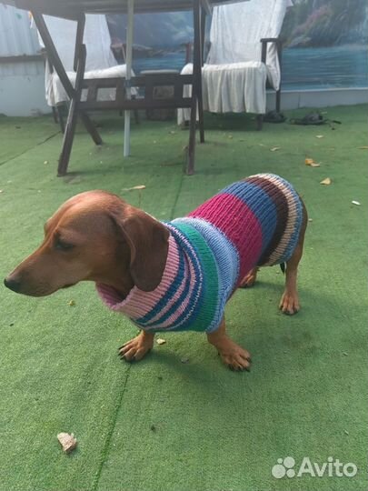 Вязанная одежда для собак