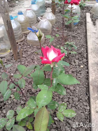 Саженцы Роз 7 сортов