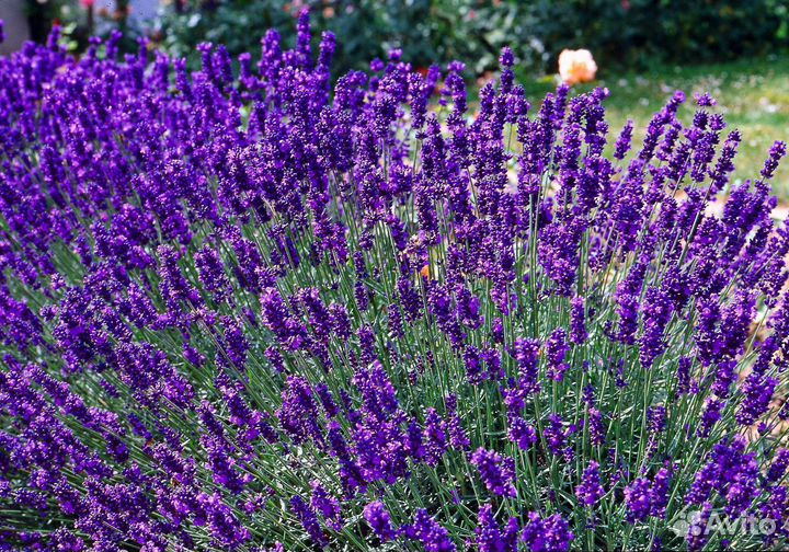 Лаванда, хауттюйния,бересклет, юкка