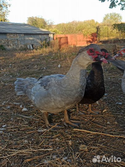 Утак и уточка тяжёлой линии (Франция)