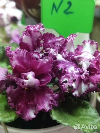 Фиалка часть 2