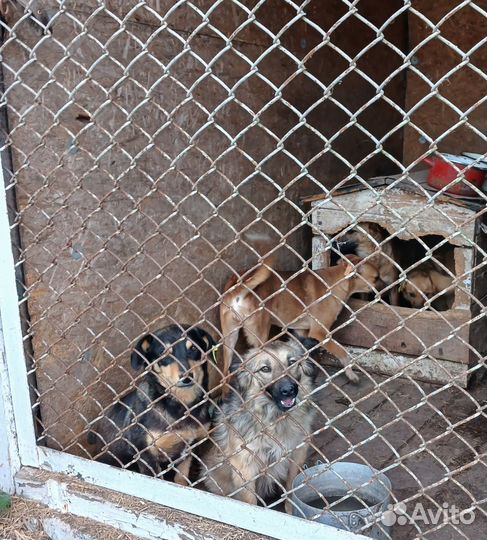 Собаки из приюта ищут дом