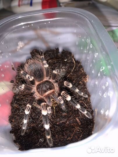 Паук птицеед Acanthoscurria geniculata
