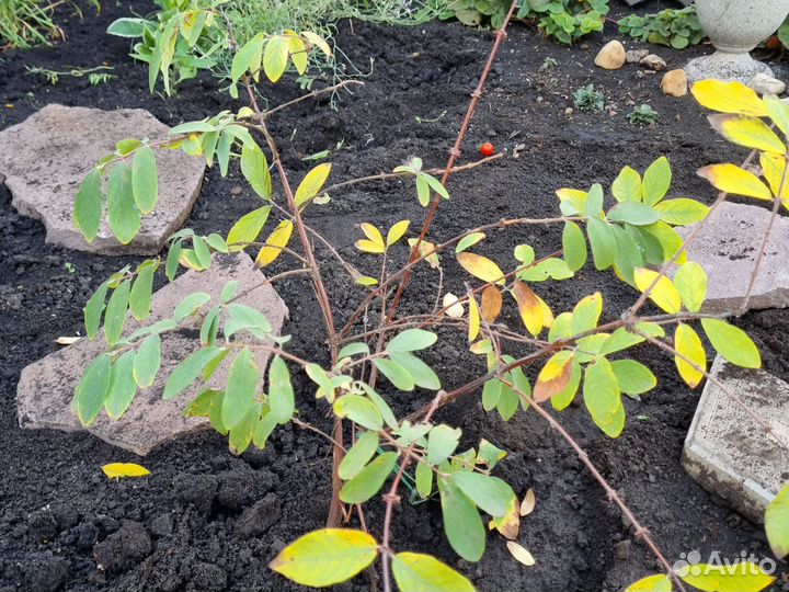 Саженцы жимолости